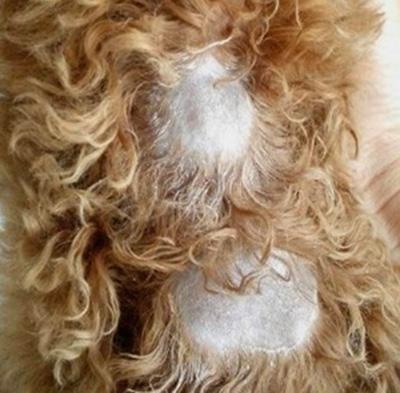 泰迪身上掉毛秃了一块怎么办?