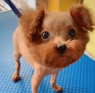 泰迪身上掉毛秃了一块怎么办?