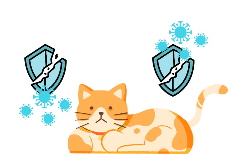 猫咪为什么会感染猫癣