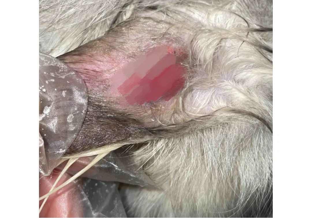 猫癣结痂能抠吗