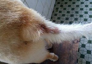 狗狗尾巴掉毛露出肉皮怎么办?