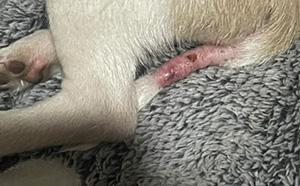 狗狗尾巴掉毛露出肉皮怎么办?