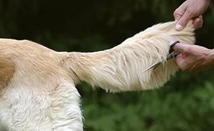 狗狗尾巴掉毛露出肉皮怎么办?