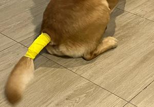 狗狗尾巴掉毛露出肉皮怎么办?