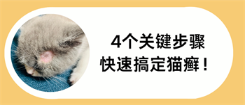 猫长猫癣了怎么好得快一点？牢记这4个治疗步骤！