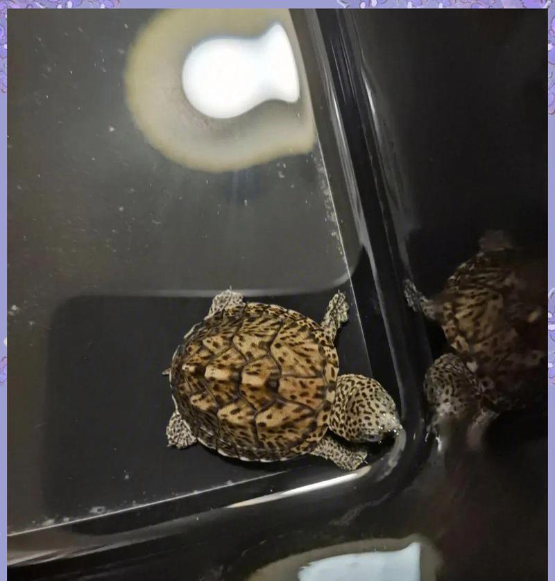 乌龟入门指南（蛋龟对比与推荐，以及高端蛋龟鉴赏）