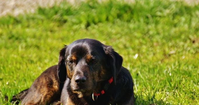 如何科学合理地给蝴蝶犬洗澡？（蝴蝶犬洗澡的频率和注意事项）