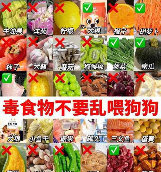 狗狗可以吃蛋白和蛋黄吗？（错误的喂食方法可能会导致中毒）