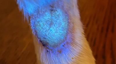 治疗狗狗皮肤病的特效药有哪些?