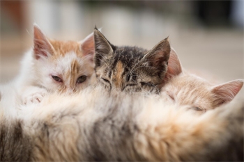 幼猫猫癣怎么治比较好?