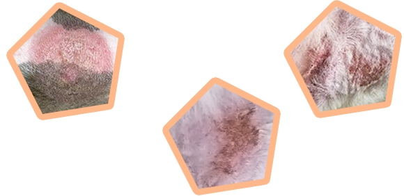 狗狗有皮癣用什么药管用？