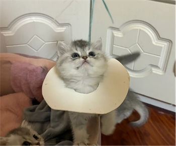 幼猫猫癣用什么药?