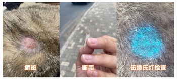 猫咪有猫癣用什么药效果好？