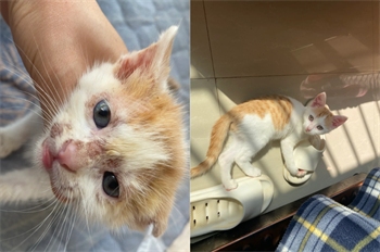 幼猫初期猫癣用什么药?