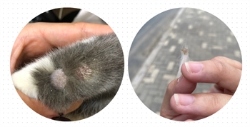猫癣症状