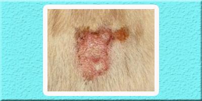 治疗狗狗皮肤病的特效药有哪些?