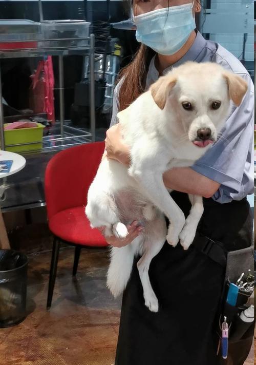 小鸡是如何长大的？（探寻狗与小鸡的关系）