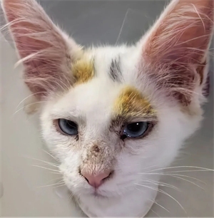 猫咪得了猫癣怎么治好得快(自己冶)，一周见效