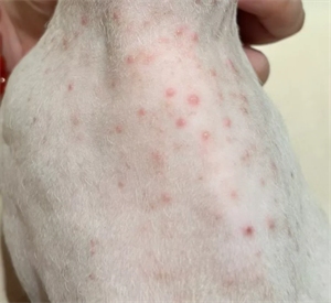 猫咪身上起红疙瘩但不是猫癣？罪魁祸首可能是这些