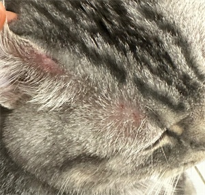 猫咪身上有疙瘩