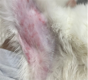 猫咪皮肤病