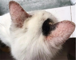 猫咪身上有很多疙瘩怎么办