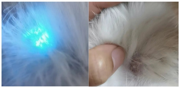 猫咪身上长了癣怎么办？告诉你一个好办法