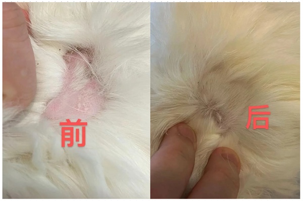猫癣怎么治疗?