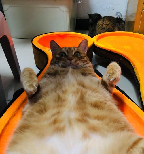 猫咪喜欢露肚子睡觉的原因及意义（揭秘猫咪露肚子睡觉的神秘行为）