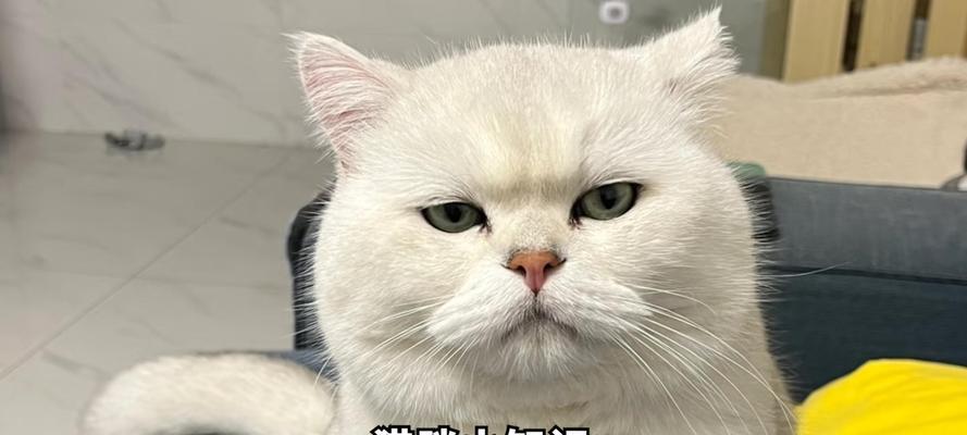 猫育苗时打针间隔及注意事项（科学养猫，合理打针——给爱猫注射疫苗的正确方法与注意事项）