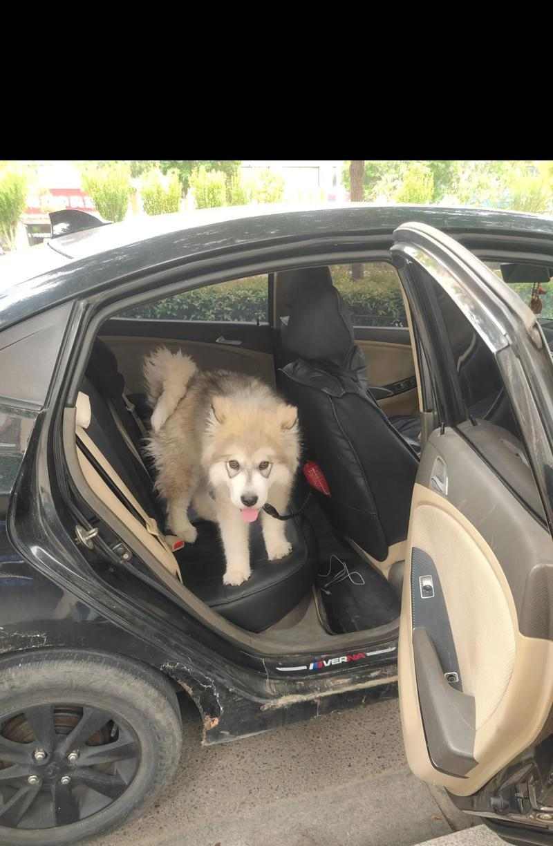 阿拉斯加洗澡间隔多久才合适？（探讨阿拉斯加犬洗澡的最佳频率和注意事项）