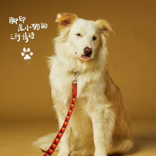 明星爱狗大揭秘（揭秘明星们与爱狗的不解之缘）