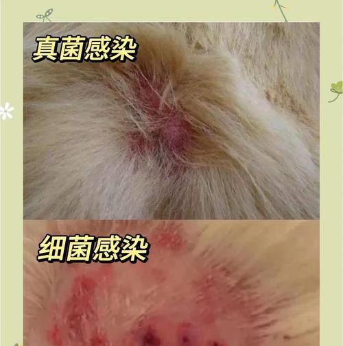 了解和治疗狗狗的皮肤病（掌握区分各种宠物皮肤病的方法，以及有效的治疗方法）