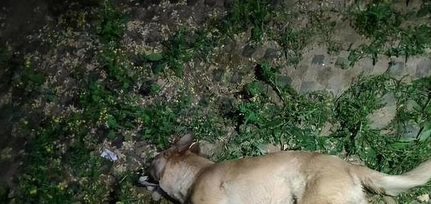 狗狗生命的终结之谜（探寻宠物狗狗死亡的原因与方式）