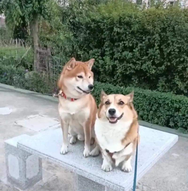 柯基和吉娃娃串的狗狗样子（探索柯基和吉娃娃串的独特魅力）