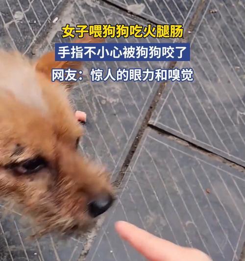 狗狗手喂之谜（探索狗狗挑食的原因及解决方法）