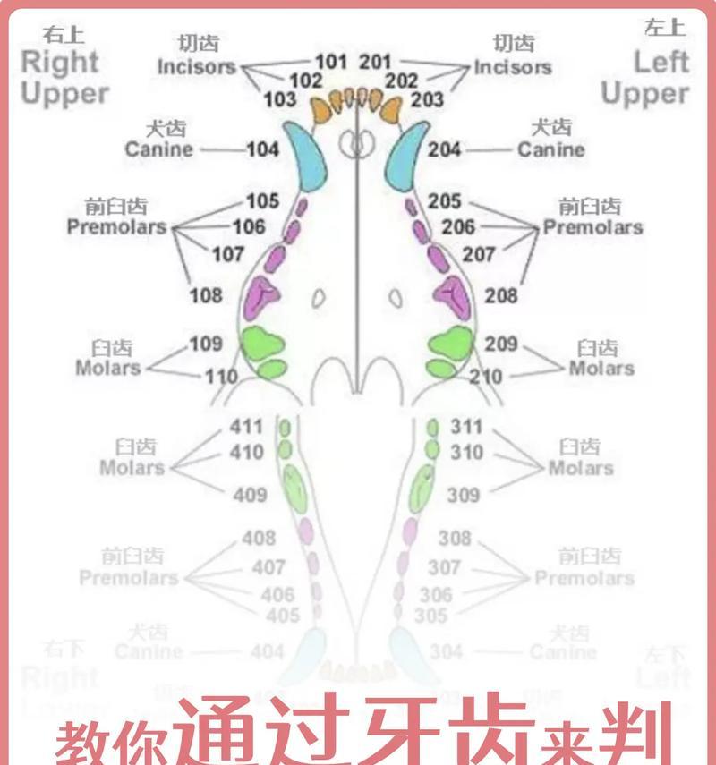 如何保养爱犬的牙齿（掉牙常见情况及应对策略）