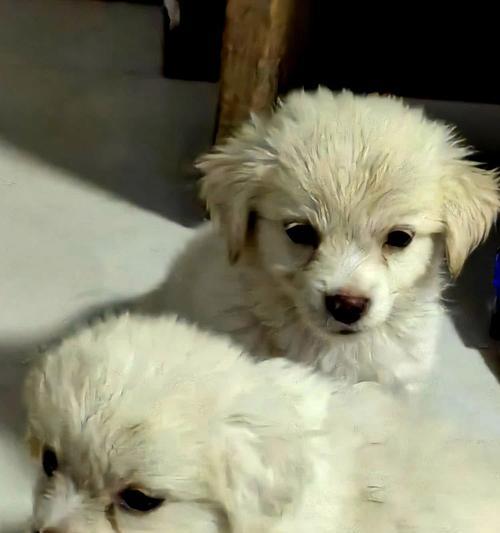 探究徐州沛县狗便宜的原因（寻找狗市场价格低的秘密与真相）