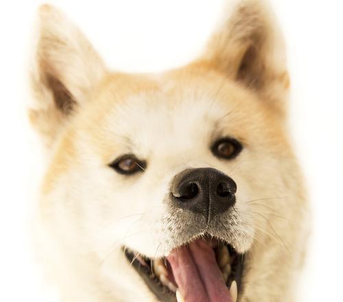 为什么给狗狗擦嘴很生气？（探究狗狗擦嘴引起愤怒的原因及解决方法）