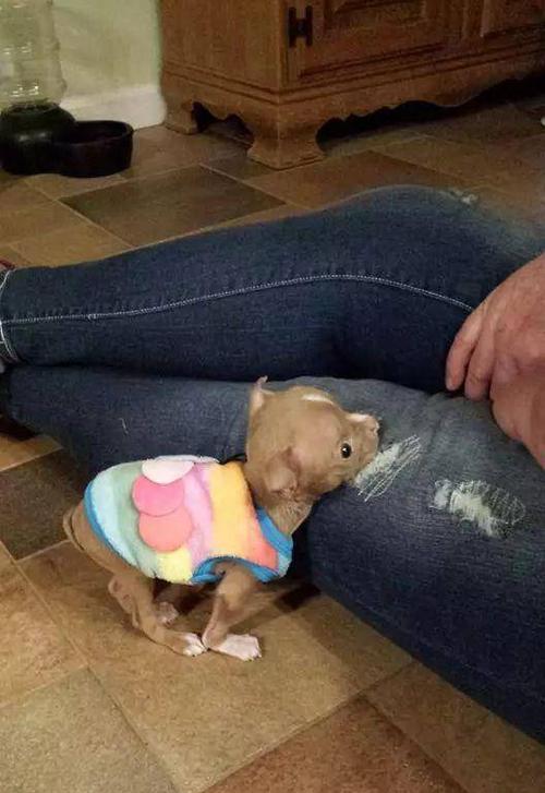 如何正确喂养兔唇狗狗（科学饲养方法让兔唇狗狗健康成长）