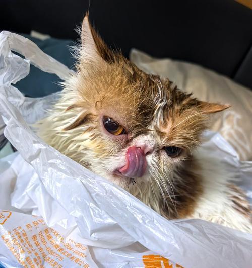 科学洗猫的技巧，让洗澡变得更简单（如何让猫咪在家中愉快地接受洗澡）