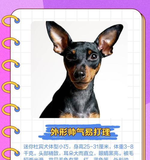 杜宾犬胸小的原因及解决方法（探究杜宾犬胸部发育不良的问题及有效改善方法）