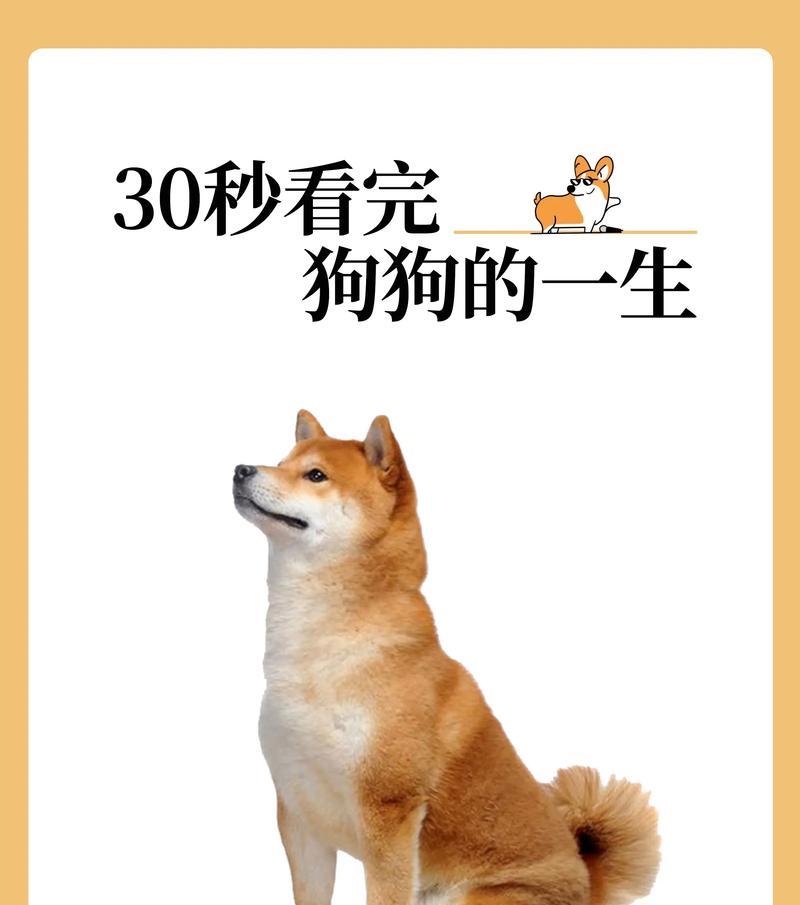 比特犬大嘴的一生（一只比特犬与主人共同经历的人生故事）