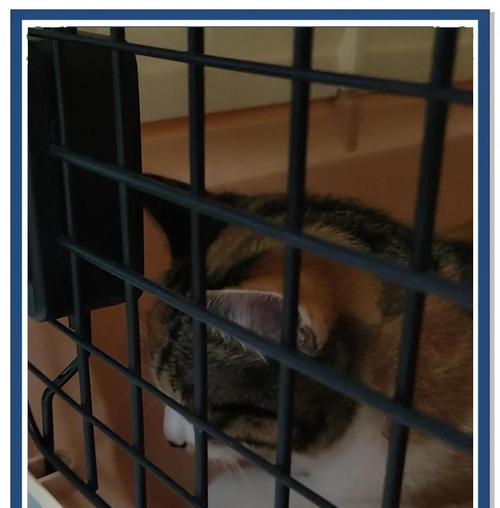 猫咪突然一抽一抽的呼吸，你需要知道的事情（探索猫咪呼吸异常的原因与处理方法）