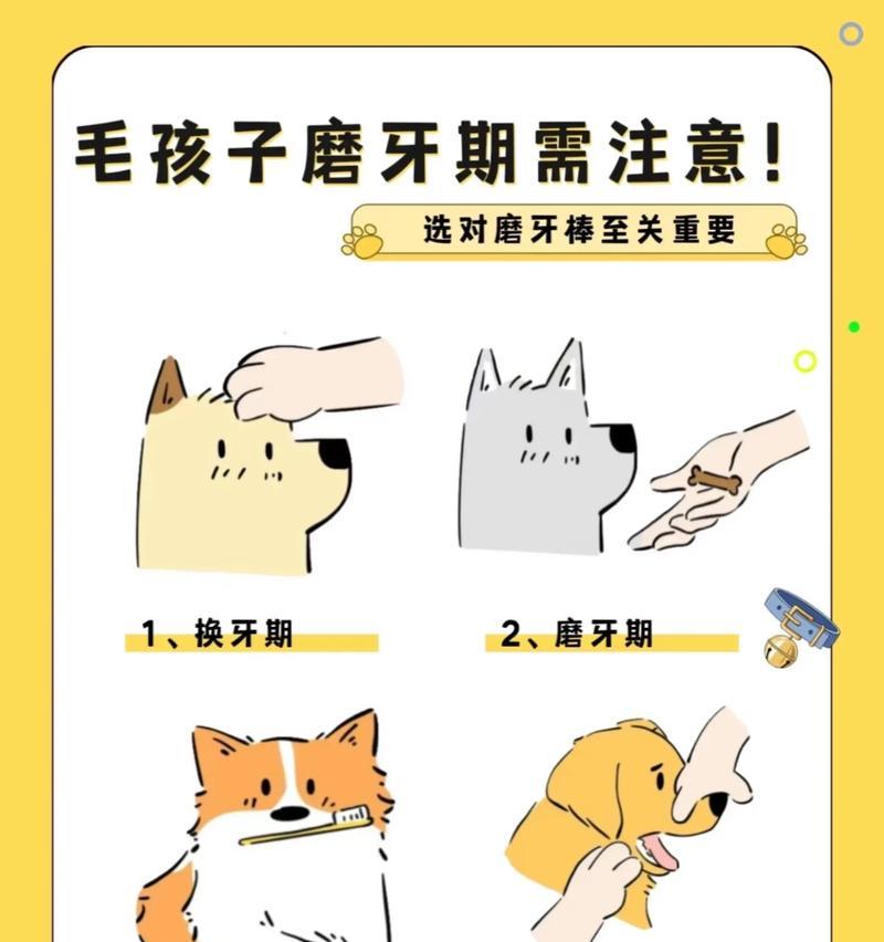 狗狗牙根断了怎么办？（（探讨狗狗牙根断裂的原因及应对方法）