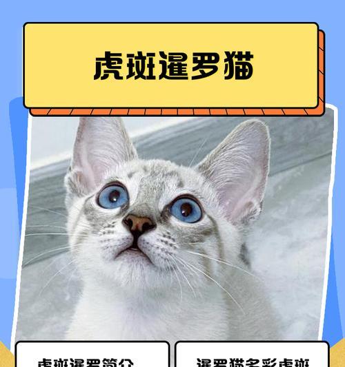 暹罗猫一胎最少生几个？（揭秘暹罗猫生育能力的秘密）