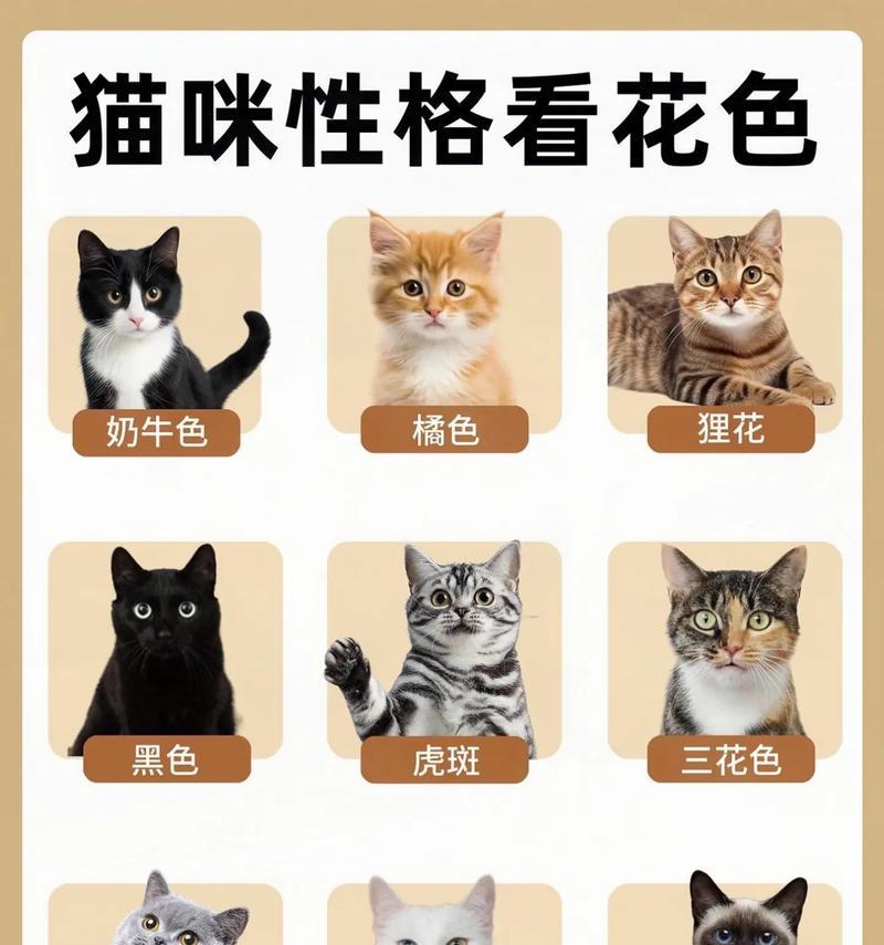 可爱的小花猫（小花猫的可爱之处与独特外貌）