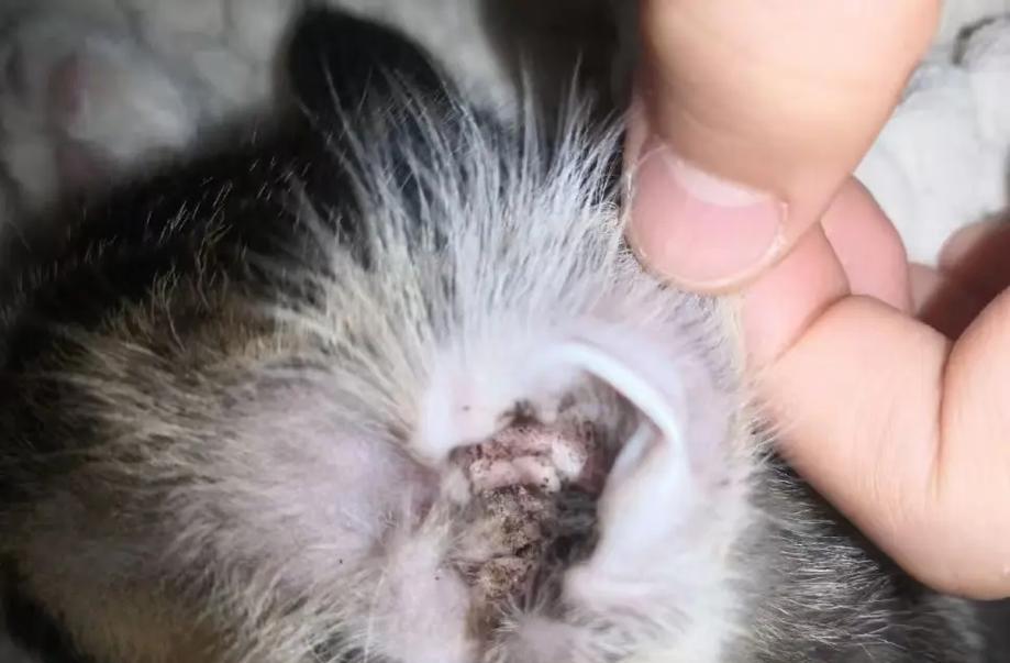 猫耳朵之神奇构造与功能（解密猫耳朵的结构和独特功能，了解它们的奥秘）