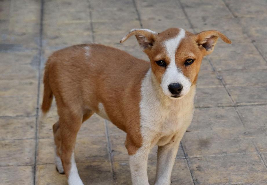 白棕相伴，狗犬之美（探索白色棕色狗犬的种类与特点）