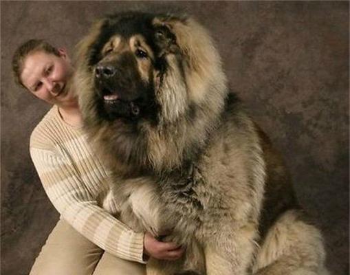 探索高加索性格特点及其影响力